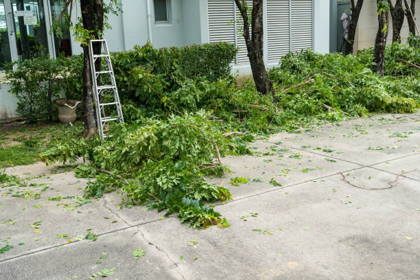 Best Emergency Tree Removal  in Locust Grove, GA